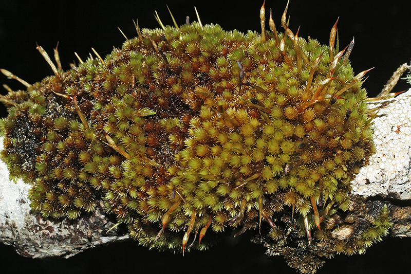 Представитель Семейства Dicnemonaceae